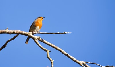 棕色和橙色鸟在褐色树枝白天
